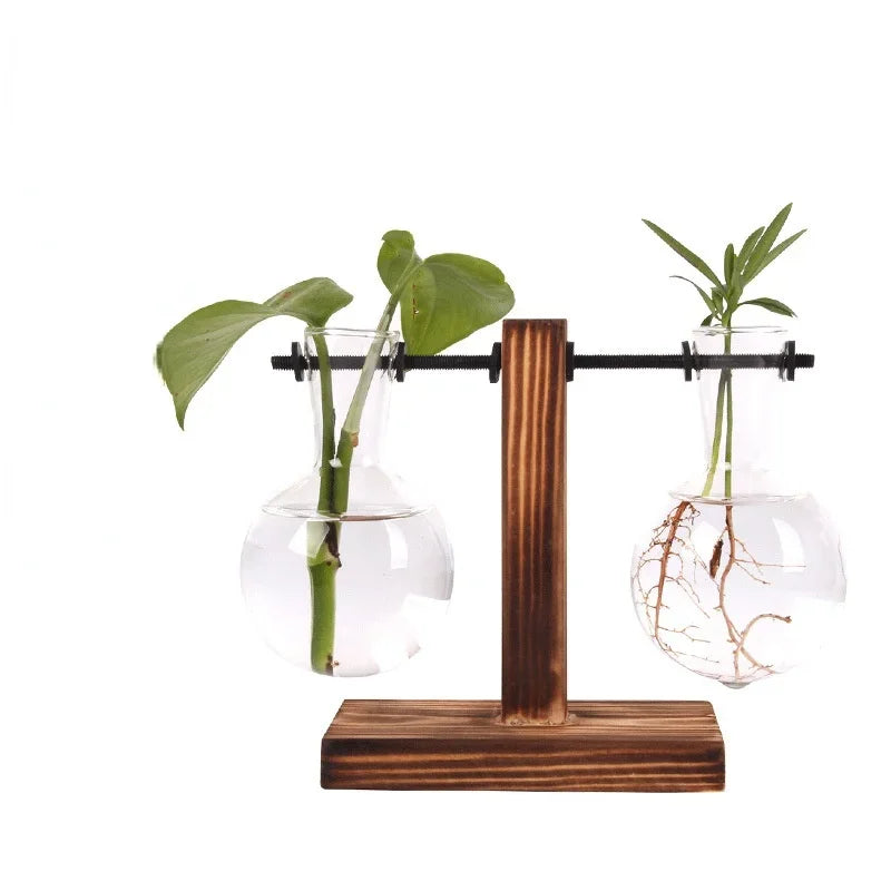 AquaBloom: Hydroponic Glass Terrarium Vase