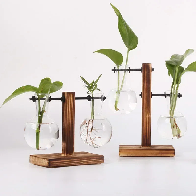 AquaBloom: Hydroponic Glass Terrarium Vase