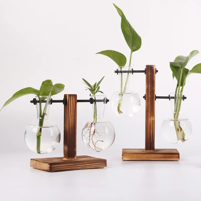 AquaBloom: Hydroponic Glass Terrarium Vase