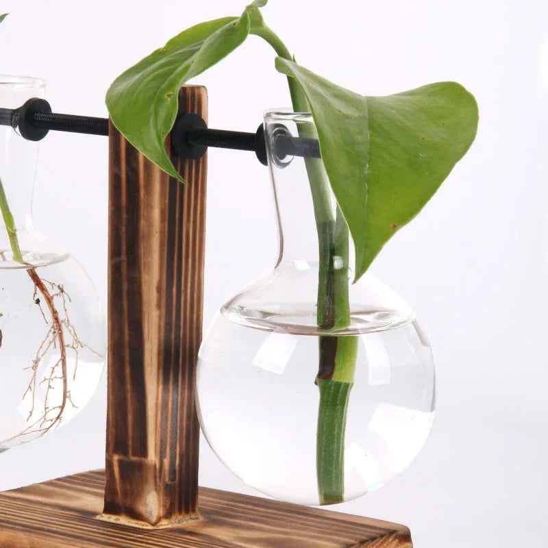 AquaBloom: Hydroponic Glass Terrarium Vase
