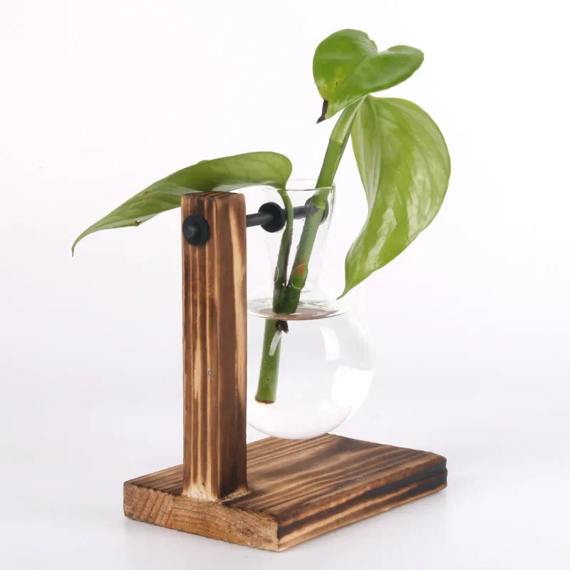 AquaBloom: Hydroponic Glass Terrarium Vase
