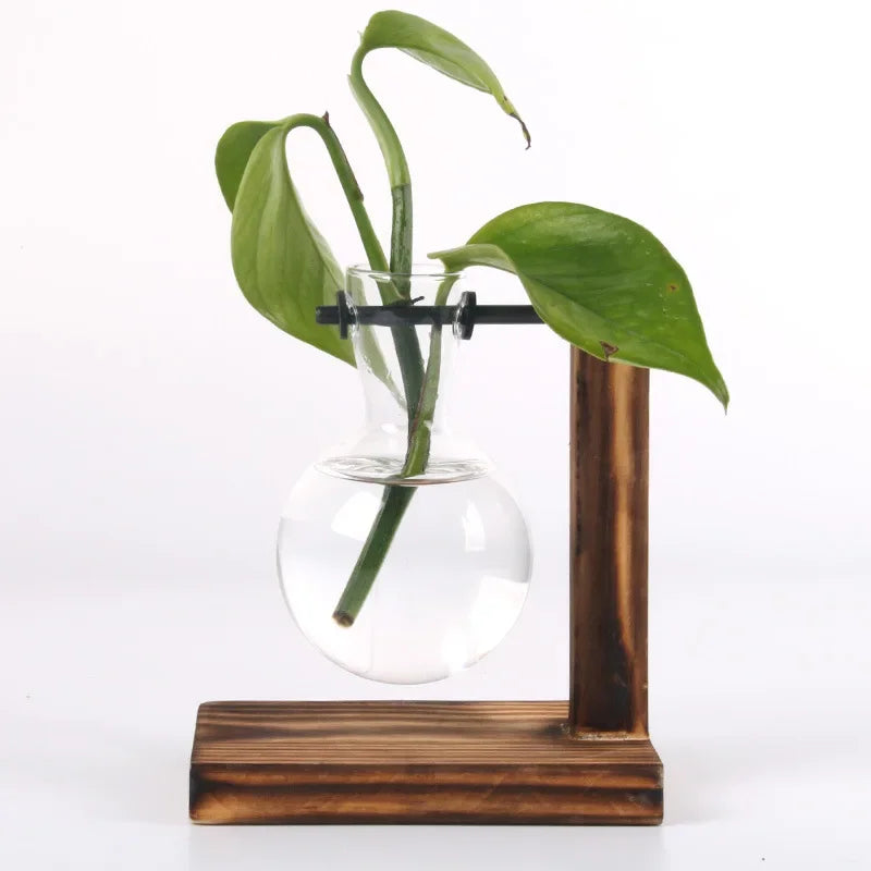 AquaBloom: Hydroponic Glass Terrarium Vase